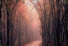 开云体育-黄蜂队客场击败独行侠队，喜迎比赛胜利